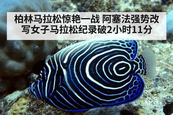 柏林马拉松惊艳一战 阿塞法强势改写女子马拉松纪录破2小时11分